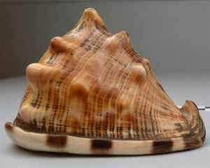 Image description is not available for DU1971.72